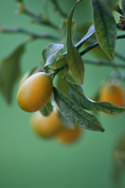 Branches yellow round fruit
